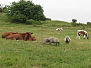 I dag är det kor och får som residerar på Alsnö hus marker.